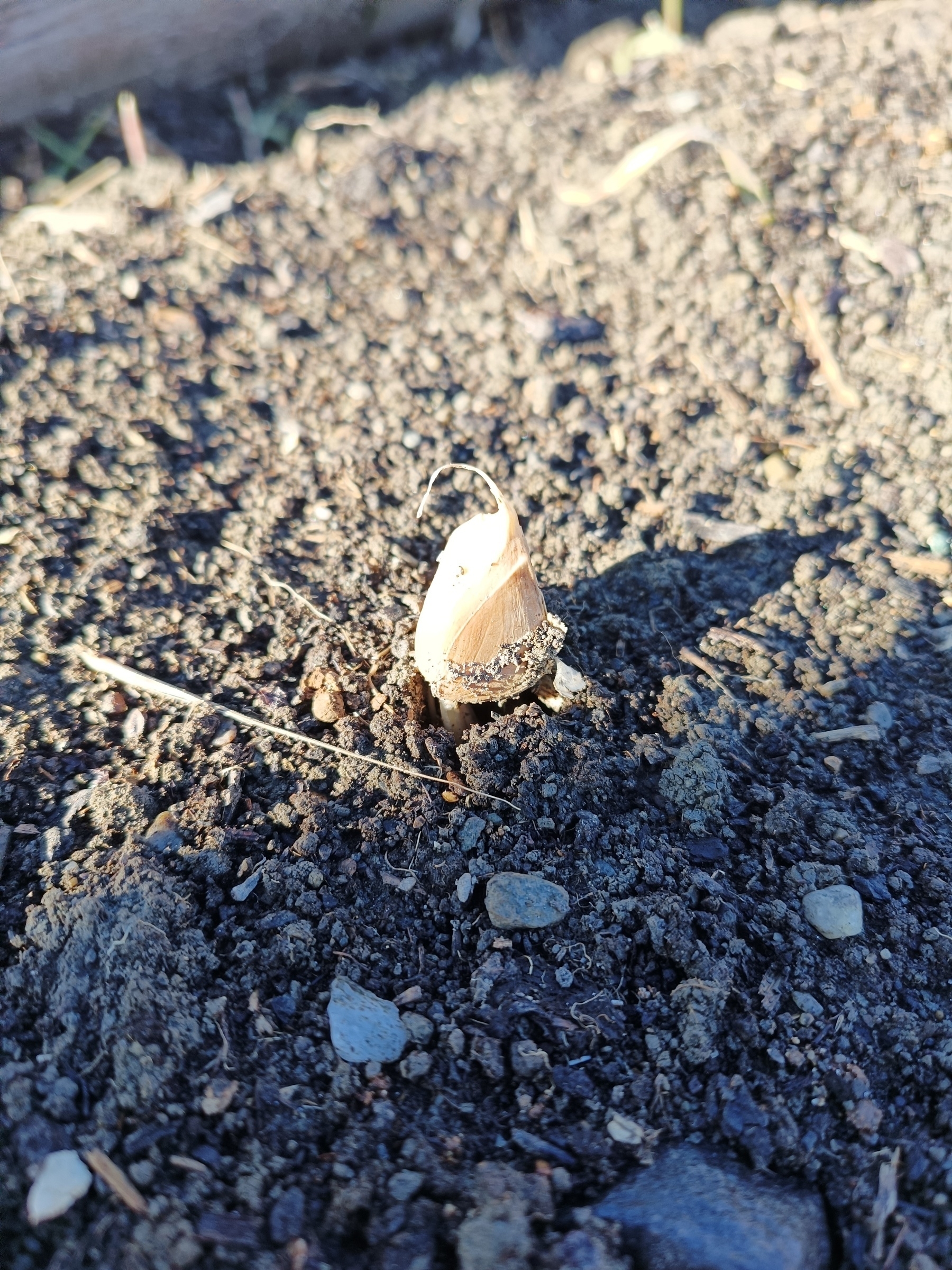 Garlic clove protruding from soil