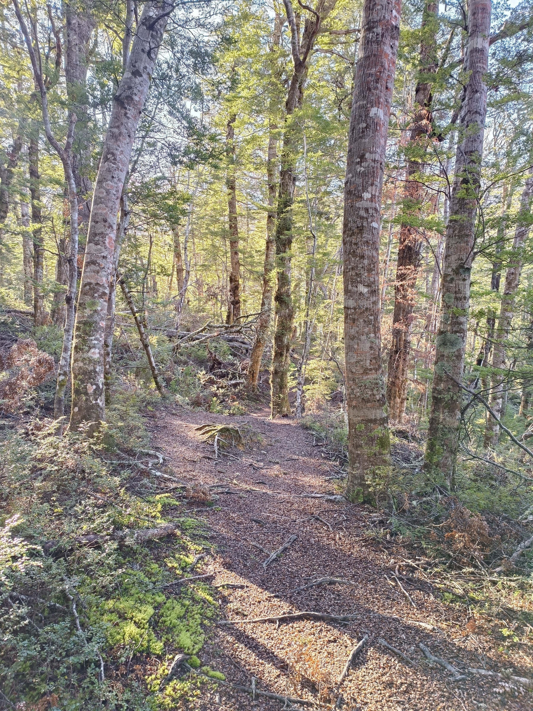 Trail through beech forest