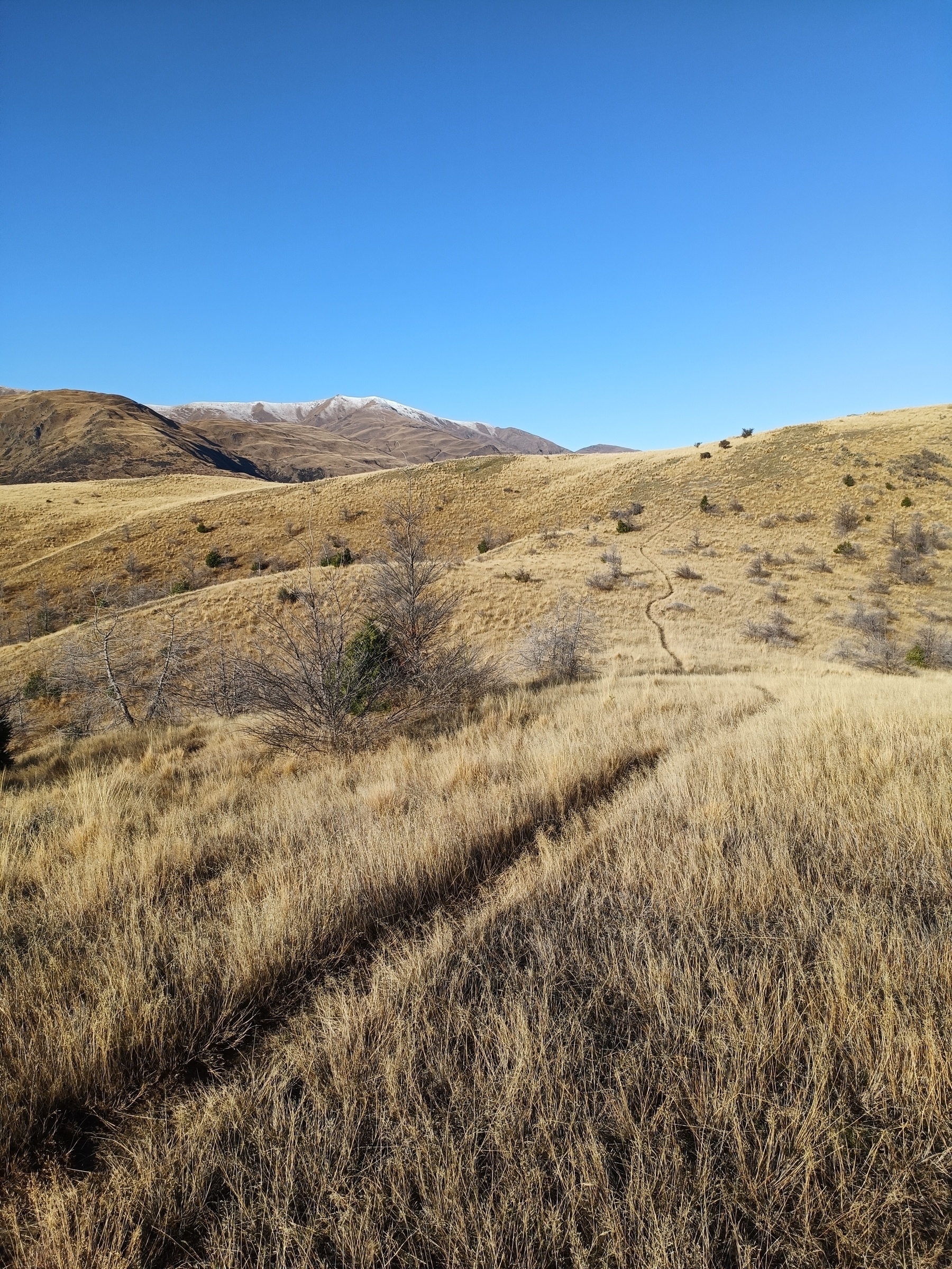 Meandering trail through golden grassy rounded hills on a bluebird day.
