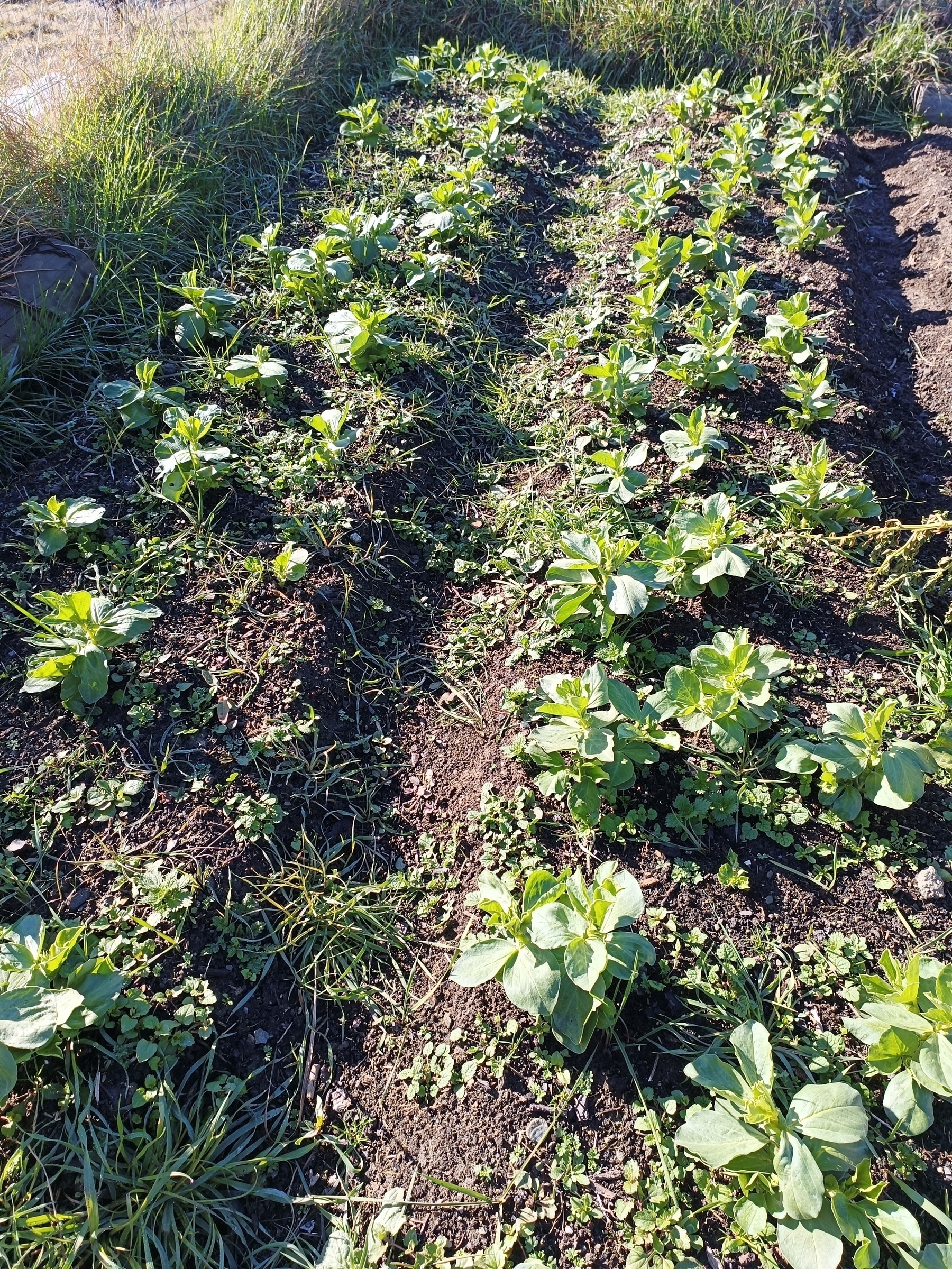 Two rows of broad beans.. and weeds