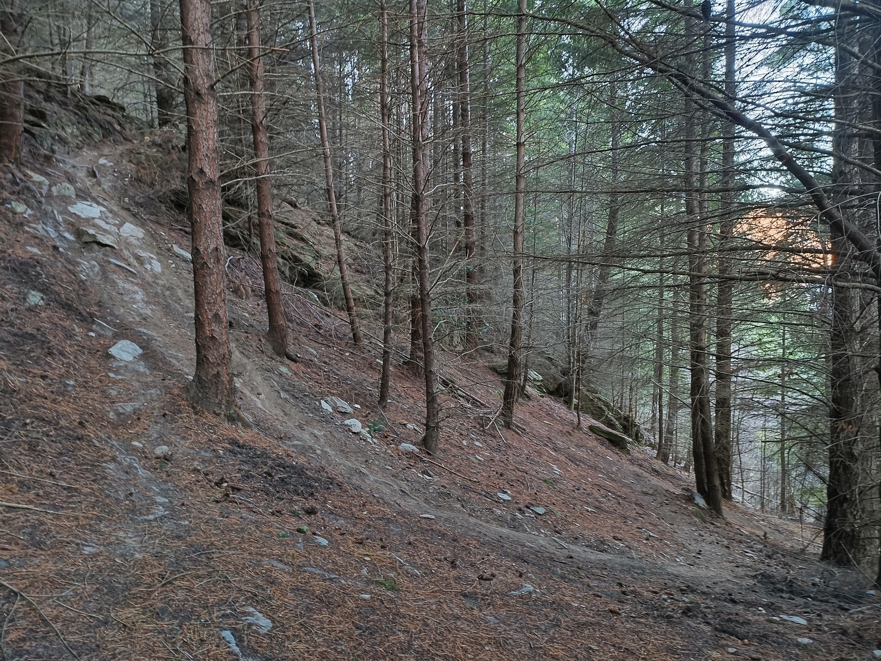 Downhill mountain bike trail through a pine forest.